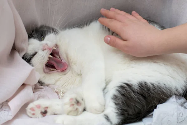 Fénykép Egy Őrült Gonosz Macskáról Tulaj Kezéről Aki Megpróbálja Megsimogatni — Stock Fotó