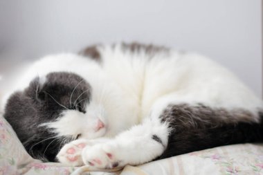 Güzel, sevimli, tüylü kedi pencere eşiğinde uyuyor.