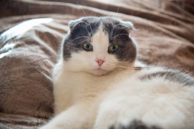 Bir kedi portresi, yatakta bir yastığın üzerinde yatıyor.