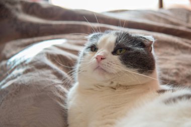 Bir kedi portresi, yatakta bir yastığın üzerinde yatıyor.