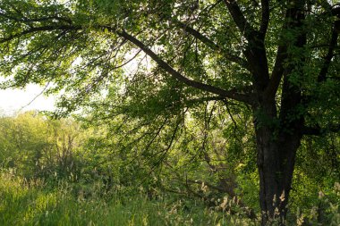 Yazın yemyeşil bir ağacın arkasında güneş parlar.