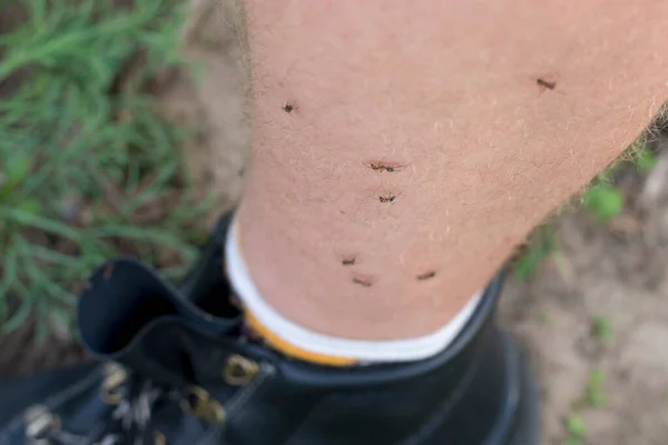 Několik Malých Mravenců Noze Muže Téma Kousnutí Hmyzem Detailní Záběr — Stock fotografie