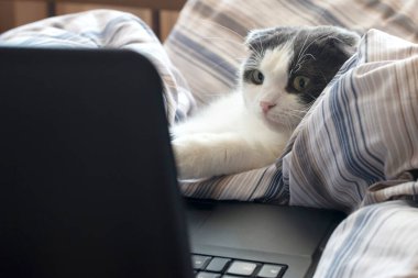İlgilenen sevimli kedi dizüstü bilgisayarın önünde yatağında oturuyor.
