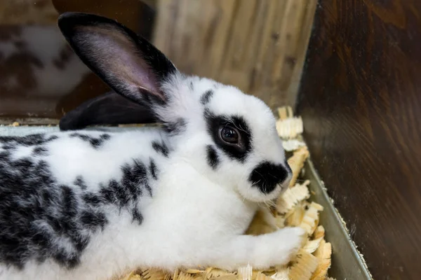 Маленький Английский Пятнистый Кролик Лежит Своей Клетке — стоковое фото