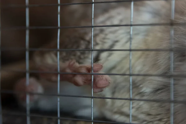 Uma Pequena Chinchila Que Dorme Sua Gaiola Close — Fotografia de Stock