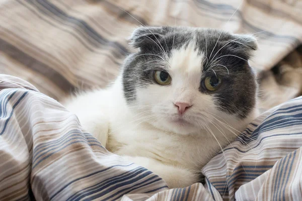 Chat Drôle Fatigué Trouve Dans Lit — Photo