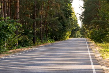 Açık bir yaz gününde çam ormanında asfalt yol