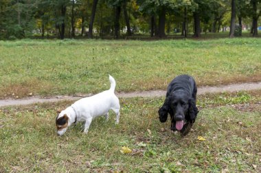 İki komik arkadaş: Cocker terrier ve Jack Russell Terrier sonbaharda bir parkta çimlerde oynuyorlar.