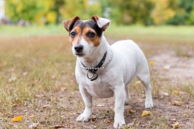 Komik Jack Russell Terrier sonbaharda bir parkta çimlerin üzerinde duruyor.