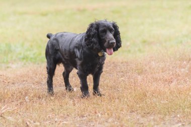 Komik Cocker teriyeri sonbaharda bir parkta çimlerin üzerinde duruyor.