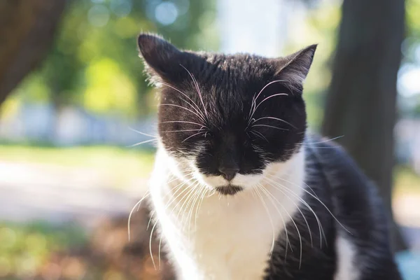 黑白相间的猫在寒冷的天气里闭着眼睛 — 图库照片