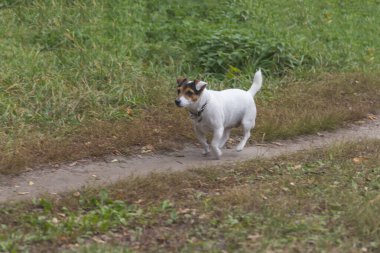 Komik Jack Russell Terrier sonbaharda parkta koşuyor.