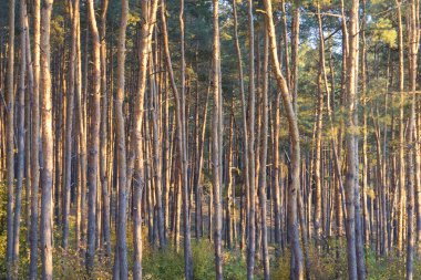 Gün batımında ormanda yaşlı çam ağaçları