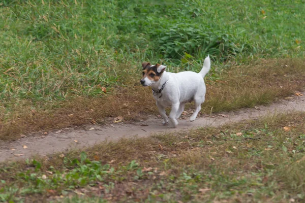 Zabawny Jack Russell Terrier Biegnie Jesienią Ścieżką Parku — Zdjęcie stockowe