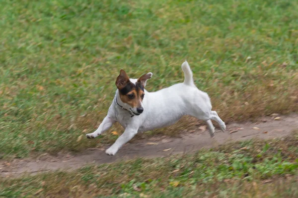 Komik Jack Russell Terrier sonbaharda parkta koşuyor.