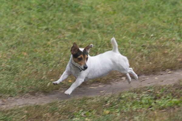 Komik Jack Russell Terrier Sonbaharda Parkta Koşuyor — Stok fotoğraf