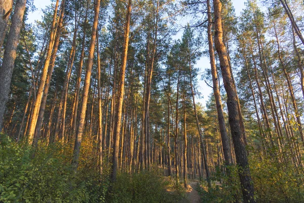 Hohe Alte Kiefern Wald Bei Sonnenuntergang — Stockfoto