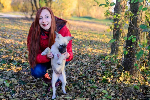 Uma Menina Uma Jaqueta Vermelha Segura Cão Prado Coberto Com — Fotografia de Stock