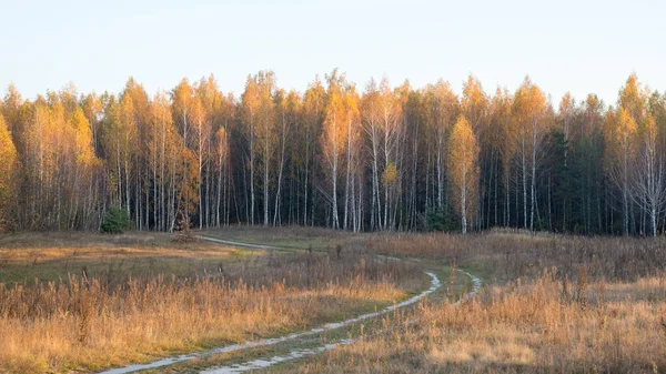 Straße Die Herbst Bei Sonnenuntergang Einem Birkenwald Führt — Stockfoto