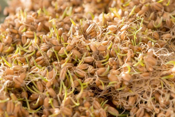 Mucchio Grano Fresco Germogliato Primo Piano Tema Del Cibo Sano — Foto Stock