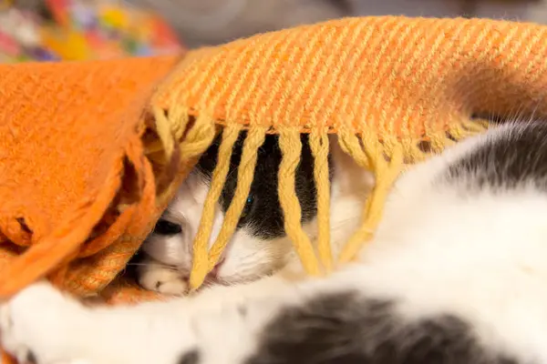 Фотографии Смешной Кошки Спрятанной Одеялом — стоковое фото