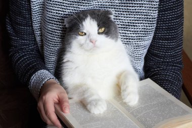 Kız kitap okuyor ve kocaman sevimli bir kedi tutuyor.