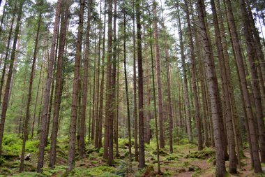 Dağ ormanında uzun yaşlı çam ağaçları
