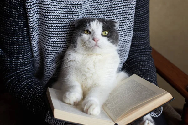 Dziewczyna Czyta Książkę Trzyma Ładny Duży Kot — Zdjęcie stockowe