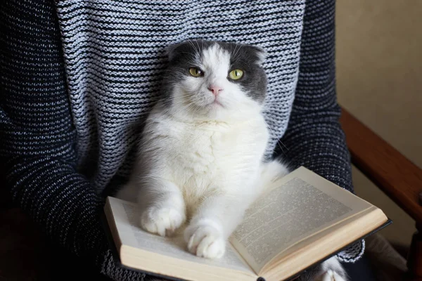 Kız kitap okuyor ve kocaman sevimli bir kedi tutuyor.