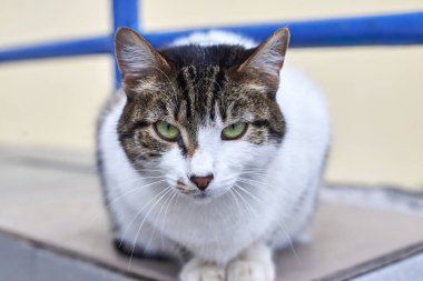 Kibirli evsiz güzel kedi portresi