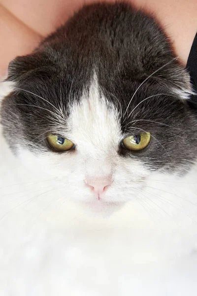 Portrait Cute Lop Eared Scottish Cat Close — Stock Photo, Image