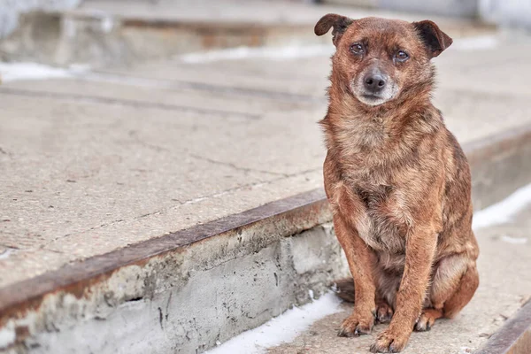 Boldogtalan Aranyos Kóbor Kutya Szomorú Szemekkel Város Utcáján — Stock Fotó
