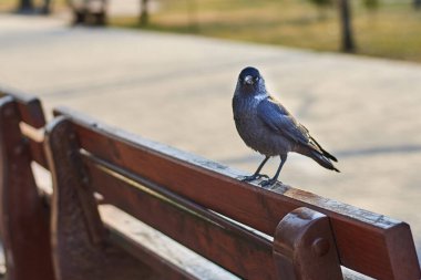 Parktaki bankta oturan tatlı kuş yavrusu.