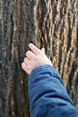 Çocuk yaşlı ağacın kabuğuna eliyle dokunur, bebek gelişir ve dünyayı bilir.