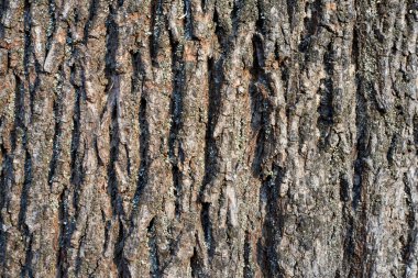 Ağaç kabuğunun dokusu gri yosunlarla kaplı, yakın plan.