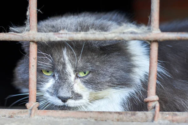 Sem Teto Triste Gato Desdenhosamente Olha Através Porão Grelha Mundo — Fotografia de Stock