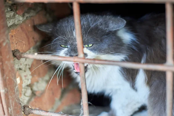 Gato Grande Vadio Assobios Através Grade Porão Animal Protege Seu — Fotografia de Stock