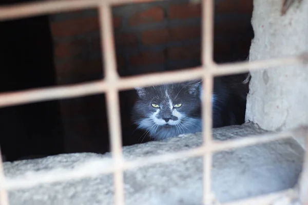 Sem Teto Triste Gato Desdenhosamente Olha Através Porão Grelha Mundo — Fotografia de Stock