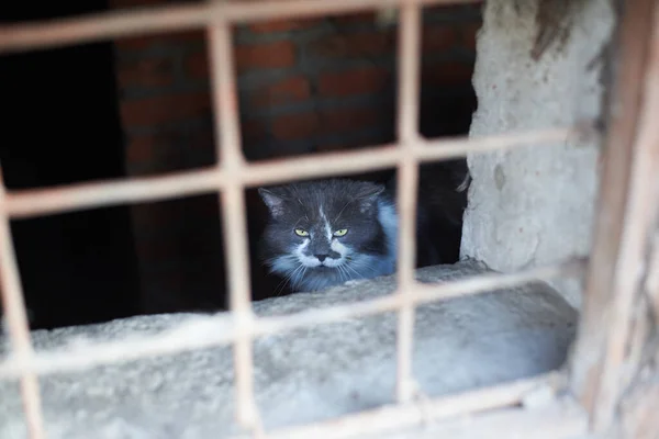 Hajléktalan Szomorú Macska Lenézően Néz Világ Rácsos Pincéjén — Stock Fotó