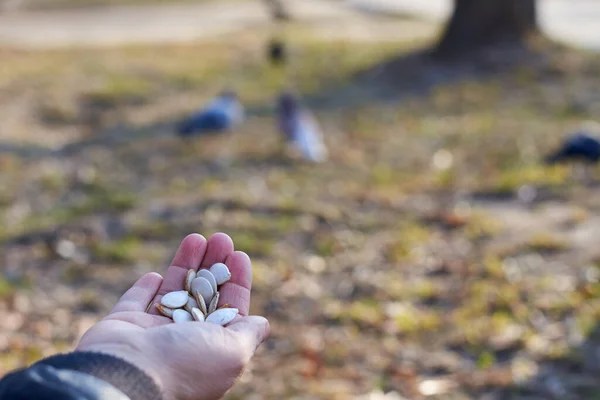 Pompoenpitten Hand Van Een Meisje Voor Het Voeden Van Vogels — Stockfoto