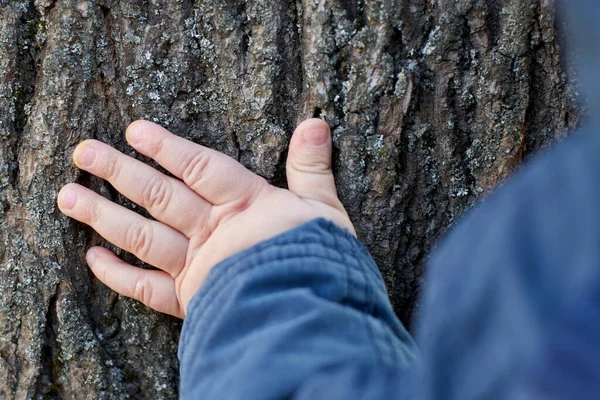 孩子用手触摸着老树的树皮 就能认识世界了 — 图库照片