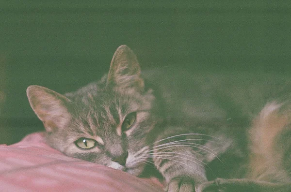 Portrait Cute Cat Lying Pillow Photo Taken Camera Roll Retro — Stock Photo, Image