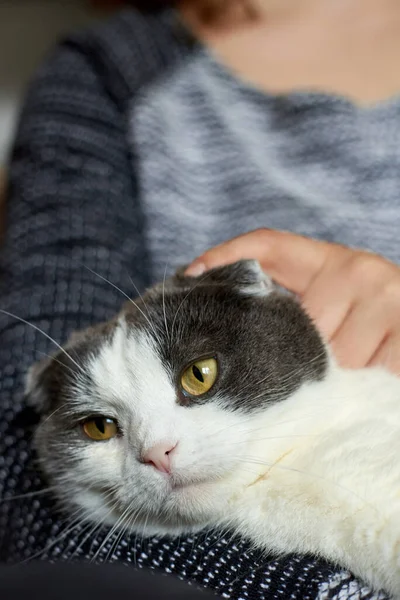 Woman Warm Sweater Strokes Cute Cat Close — Stock Photo, Image