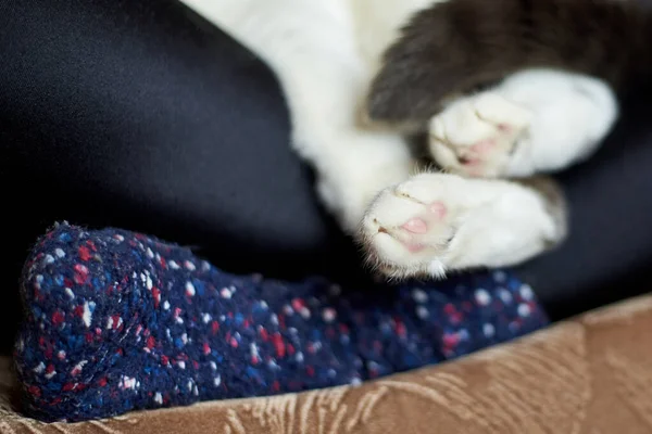 Patas Gato Encuentran Las Piernas Una Chica Calcetines Primer Plano — Foto de Stock