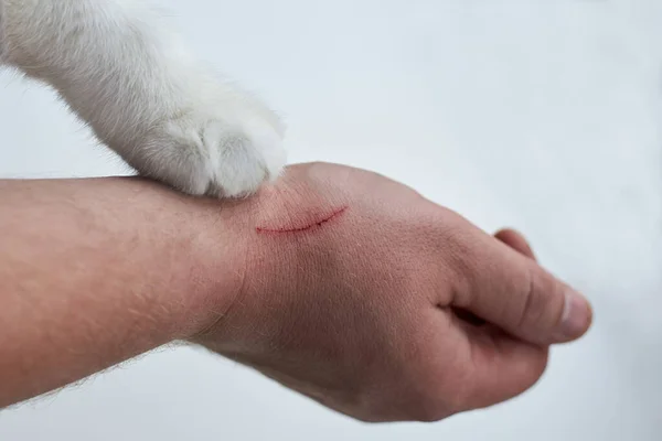 Rasguño Mano Hombre Hecho Por Gato Pata Gato Una Mano —  Fotos de Stock