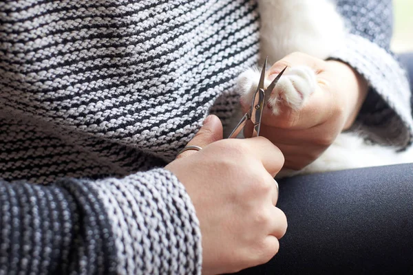 Een Vrouw Snijdt Klauwen Van Een Schattige Kat Met Nagel — Stockfoto