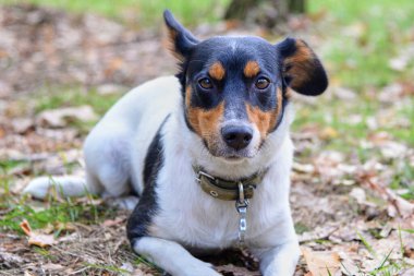 Komik Jack Russell Terrier sonbaharda bir parkta kurumuş yapraklarla kaplı çimlerin üzerinde yatıyor.
