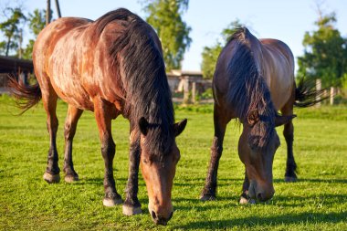 Güzel, sağlıklı, yetişkin atlar çayırdaki yeşil çimlerde otluyor. Tarım ve hayvancılık teması.