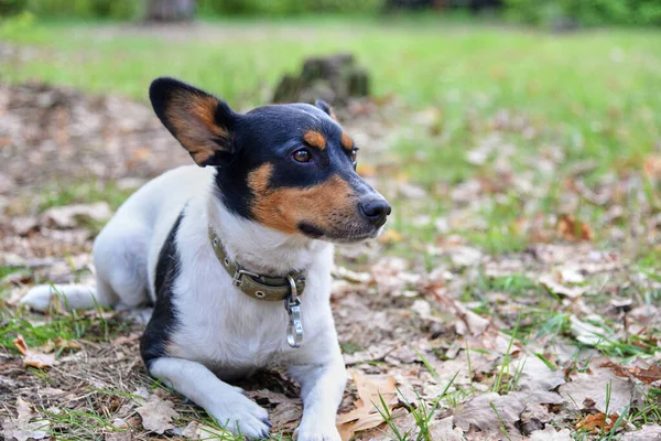 Zabawny Jack Russell Terrier Leży Trawie Pokrytej Suszonymi Liśćmi Parku — Zdjęcie stockowe