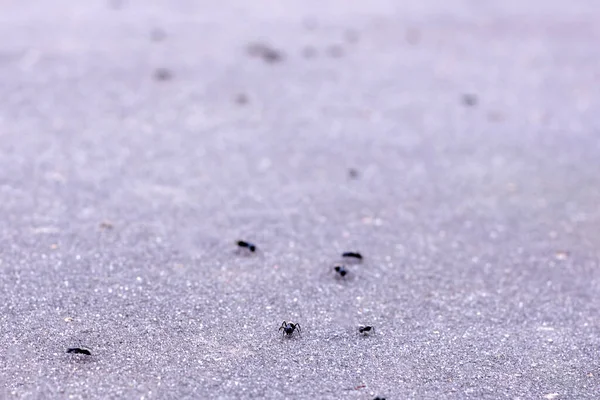 Fotografie Velkého Černého Mravence Šedém Asfaltu Detail — Stock fotografie